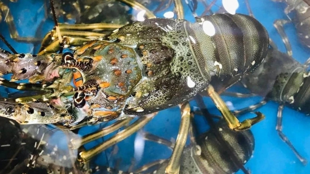 Viet Nam to clarify requirements on ornate spiny lobster origin with China